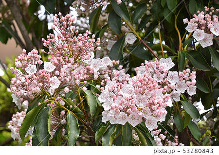 カルミア カルミア 53280843