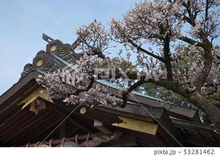 出雲大社相模分祠 53281462
