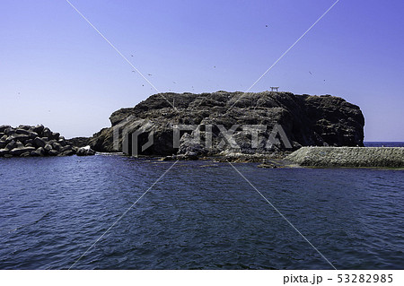 島根県出雲 日御碕 国天然記念物 経島ウミネコ繁殖地 島根県出雲 日御碕 国天然記念物 経島ウミネコ繁殖地 53282985