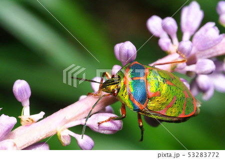 アカスジキンカメムシ（個体変異） 53283772