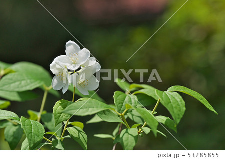 白いバイカウツギの花 53285855