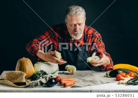 kindness, friendship. old man having fun with chicks kindness, friendship. old man having fun with chicks 53286031