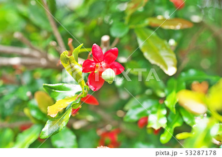 赤いミッキーマウスノキの花 赤いミッキーマウスノキの花 53287178