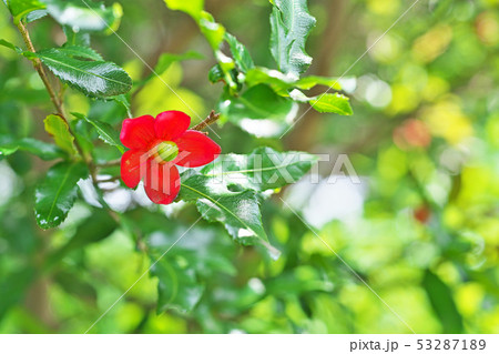 赤いミッキーマウスノキの花 53287189