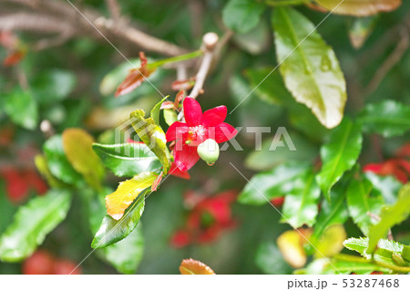 赤いミッキーマウスノキの花 赤いミッキーマウスノキの花 53287468