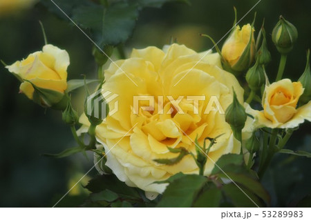 馬見丘陵公園のバラ園 馬見丘陵公園のバラ園 53289983