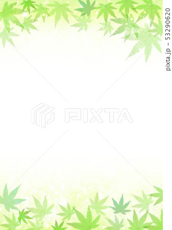 夏の紅葉 夏の紅葉 53290620