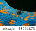 ホテイウオ(ゴッコ)の稚魚 53291873