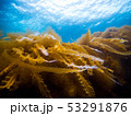 積丹の海藻 53291876