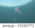 クリオネ 53292772