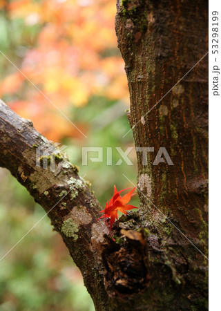 鳥取　四季の散歩　秋　紅葉　東光寺 53298199