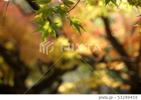 鳥取 四季の散歩 秋 紅葉 東光寺 鳥取 四季の散歩 秋 紅葉 東光寺 53299458