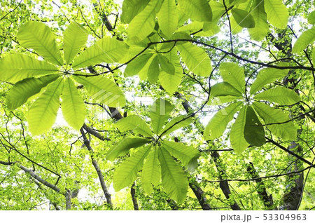 新緑 ホオノキ 林 雑木林 新緑 ホオノキ 林 雑木林 53304963