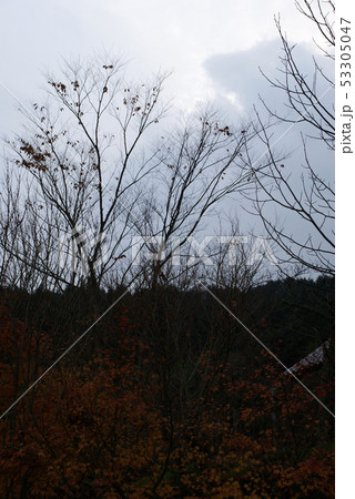 鳥取 四季の散歩 秋 紅葉 東光寺 鳥取 四季の散歩 秋 紅葉 東光寺 53305047