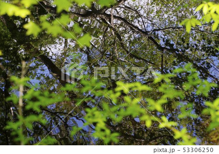 池 吾妻山 ひょうたん池 水鏡 樹木 新緑 池 吾妻山 ひょうたん池 水鏡 樹木 新緑 53306250