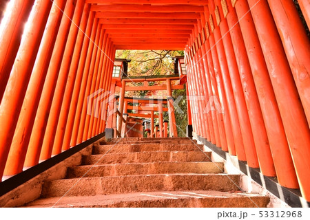 太鼓谷稲成神社　島根県津和野町　秋 53312968