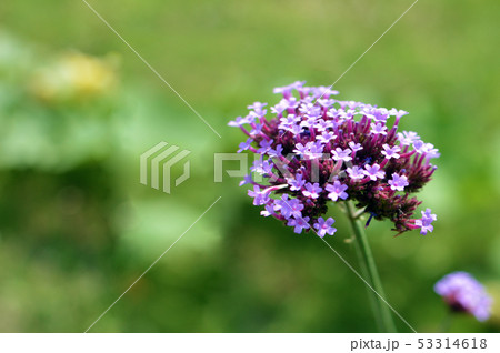 バーベナ バーベナ 53314618