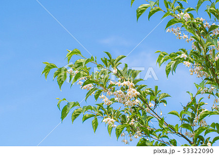 エゴノキの開花 青空の下 53322090