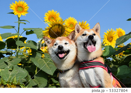 ひまわりと犬の写真素材 [53327804] - PIXTA