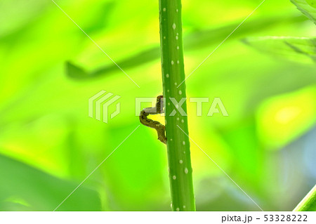 尺取り虫 53328222