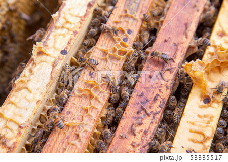Open hive showing the bees swarming on a 53335517