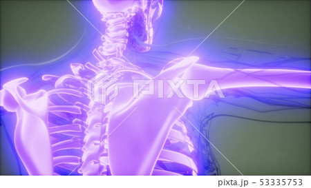 Transparent Human Body with Visible Bones 53335753
