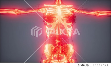 Transparent Human Body with Visible Bones 53335754