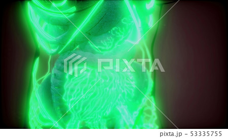 Blood Vessels of Human Body Blood Vessels of Human Body 53335755
