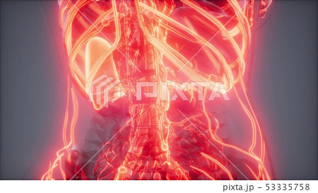 Blood Vessels of Human Body 53335758