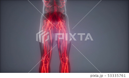 Blood Vessels of Human Body Blood Vessels of Human Body 53335761