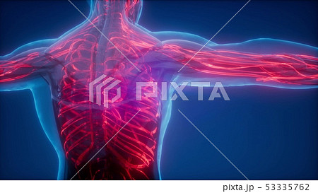 Blood Vessels of Human Body 53335762