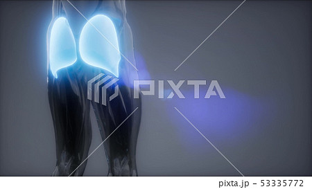 gluteus maximus - leg muscles anatomy animation 53335772