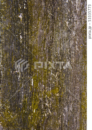 Moss and mold affect a wooden planks. Moss and mold affect a wooden planks. 53335773
