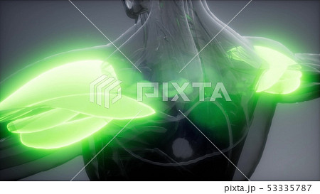 deltoid - Visible muscle anatomy map deltoid - Visible muscle anatomy map 53335787