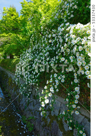 京都　白いつるバラ　橋本関雪記念館 53337430