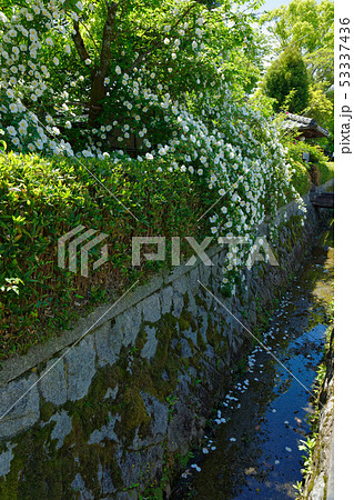 京都　白いつるバラ　橋本関雪記念館 53337436