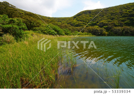 大路池と水生植物 53339334