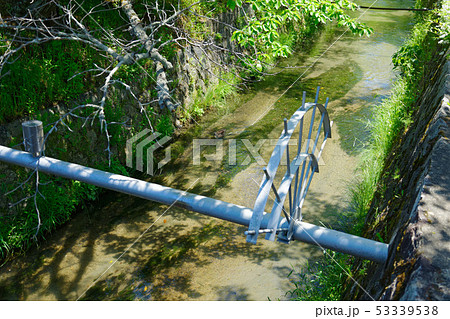 京都　哲学の道　カルガモ 53339538