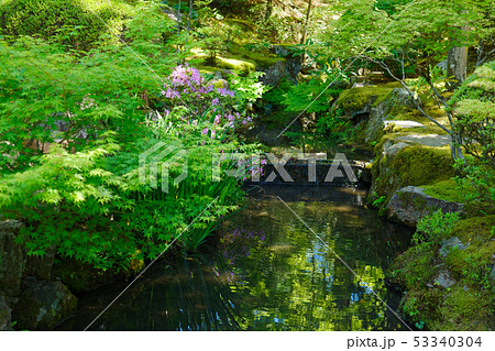 天授庵　池泉回遊式　庭園　ツツジ 53340304