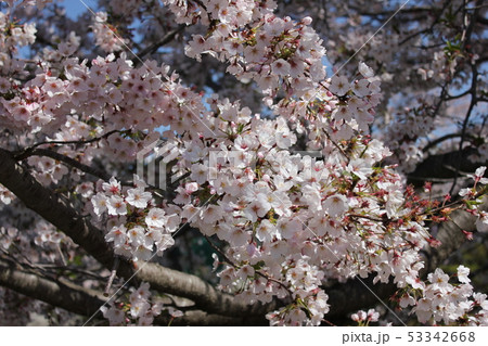 桜　＊＊＊　さくら　サクラ　SAKURA　＊＊＊ 53342668