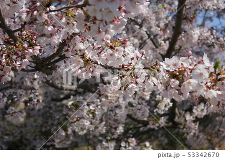 桜 *** さくら サクラ SAKURA *** 桜 *** さくら サクラ SAKURA *** 53342670