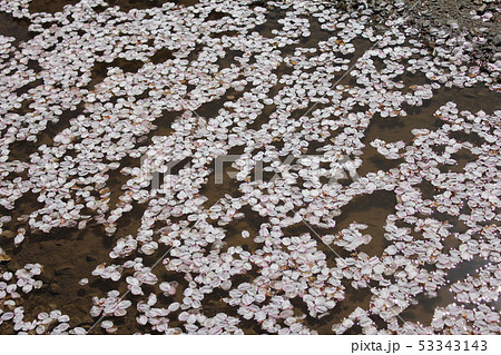 桜　＊＊＊　さくら　サクラ　SAKURA　＊＊＊ 53343143