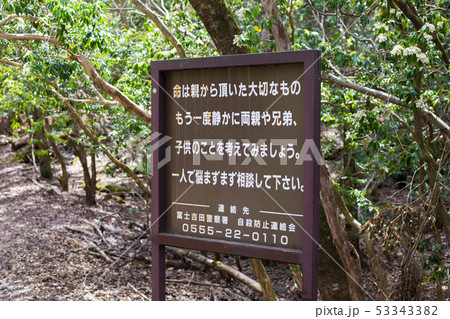 suicide forest suicide forest 53343382