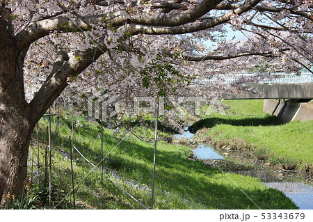桜　＊＊＊　さくら　サクラ　SAKURA　＊＊＊ 53343679