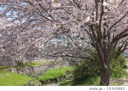 桜　＊＊＊　さくら　サクラ　SAKURA　＊＊＊ 53343683