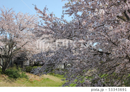 桜　＊＊＊　さくら　サクラ　SAKURA　＊＊＊ 53343691