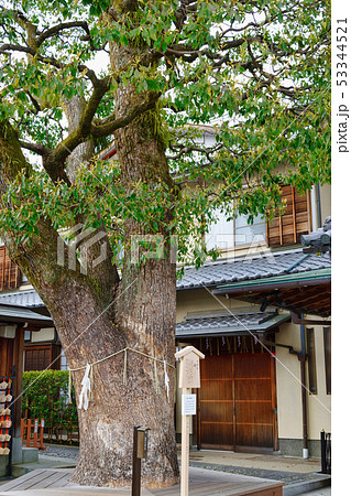 晴明神社の御神木(京都) 晴明神社の御神木(京都) 53344521