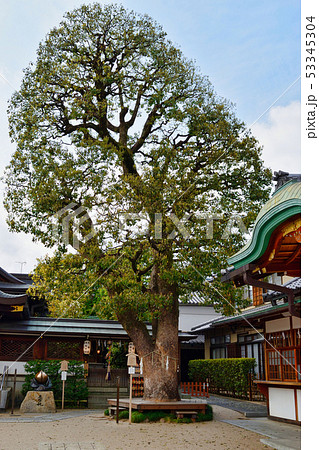 晴明神社の御神木と厄除桃（京都） 53345304