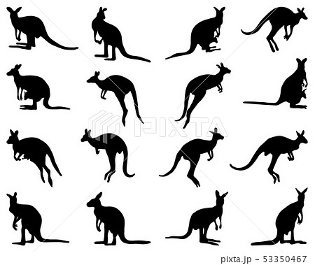 Black silhouettes of kangaroo on a white backgroun Black silhouettes of kangaroo on a white backgroun 53350467