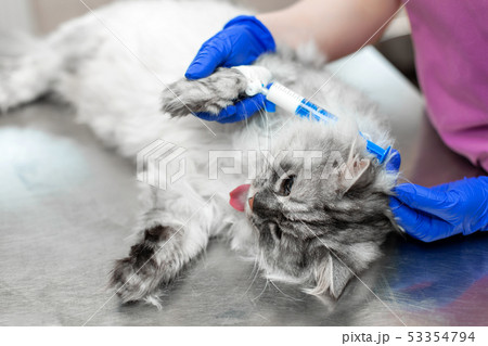 Big gray cat under anesthesia lay on metal table 53354794